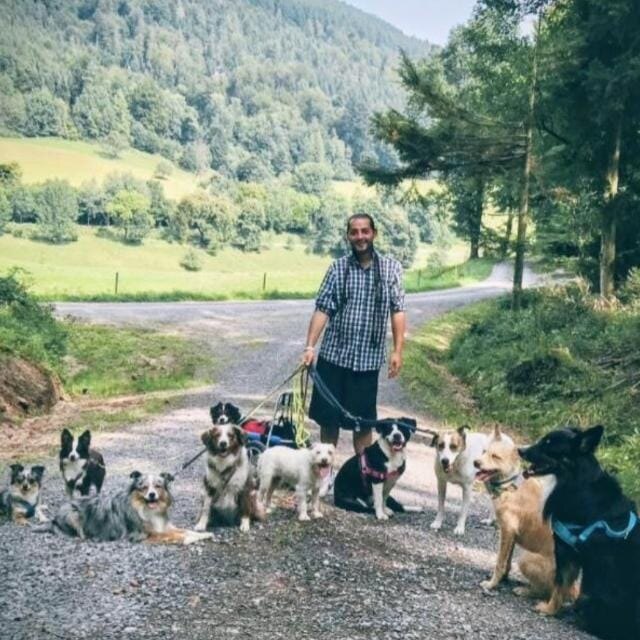 Manuel Rösch mit seinem Hunderudel auf einem Waldweg im Schwarzwald – Rudelspaziergang von Alpha Dogs