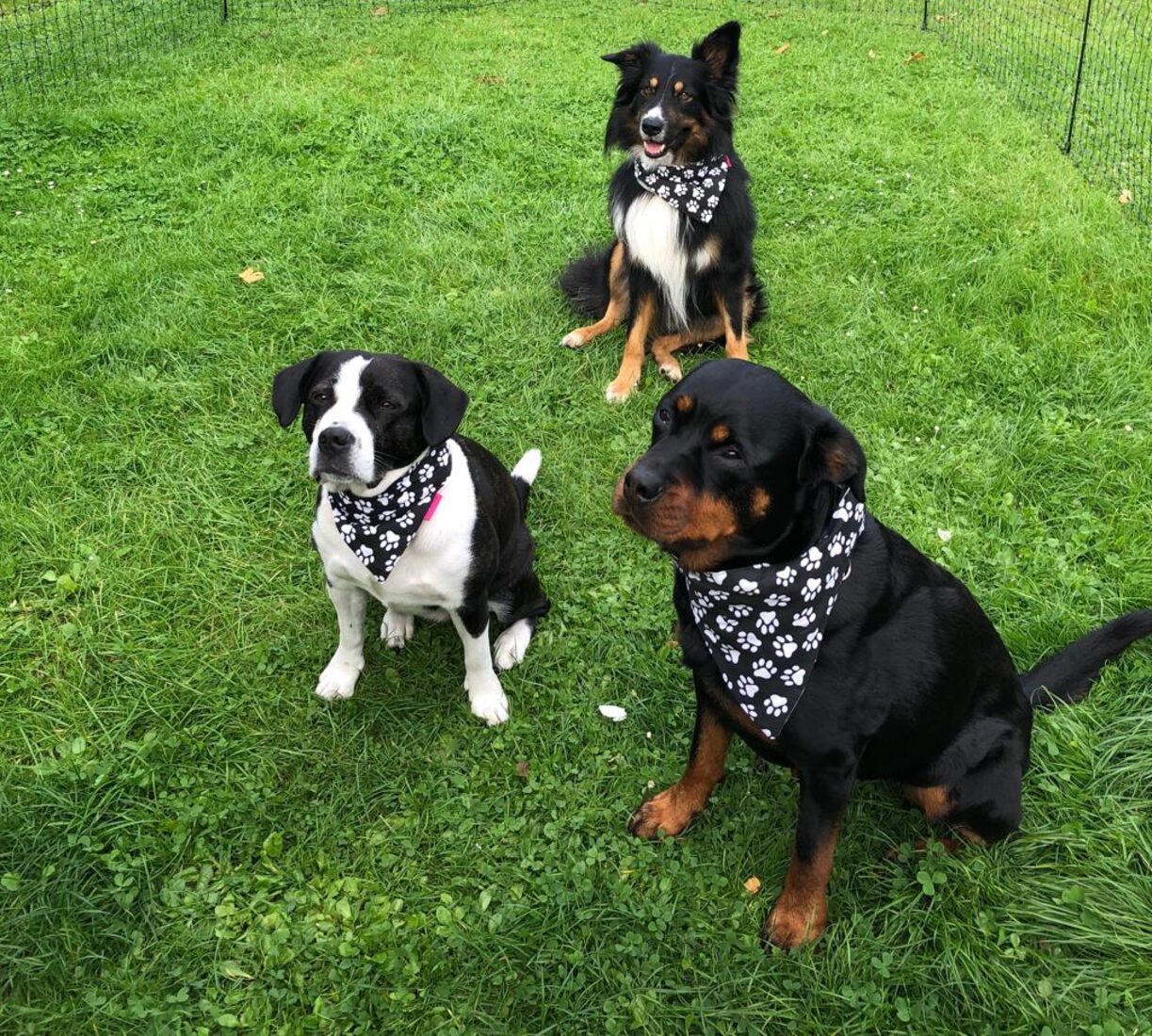 Drei Hunde mit Alpha-Dogs-Halstüchern sitzen brav auf der Wiese – Gruppenbetreuung im Schwarzwald