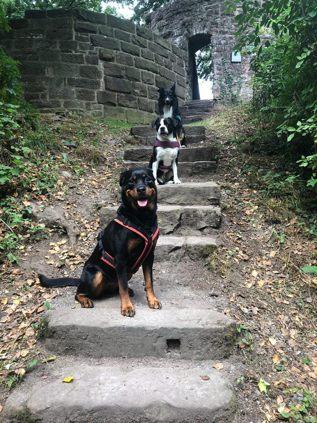 Hund auf moosbewachsenen Waldstufen während eines Spaziergangs im Schwarzwald
