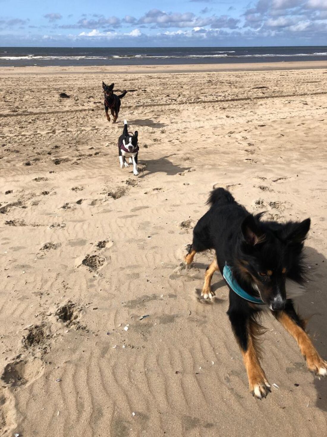 Drei Hunde toben gemeinsam am Strand – ausgelassene Rudelbetreuung von Alpha Dogs