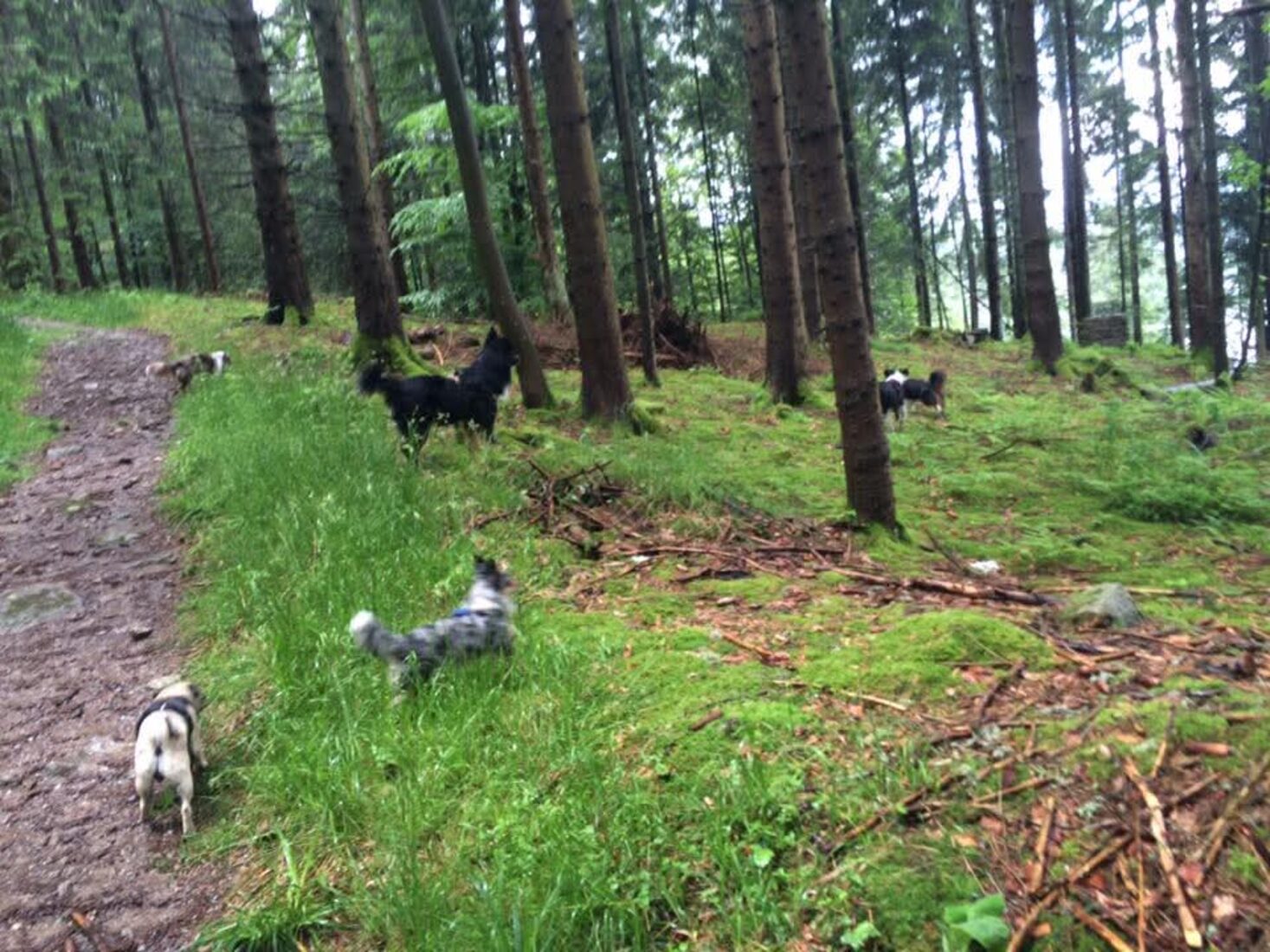 Hunderudel beim Spaziergang zwischen Tannen im Schwarzwald