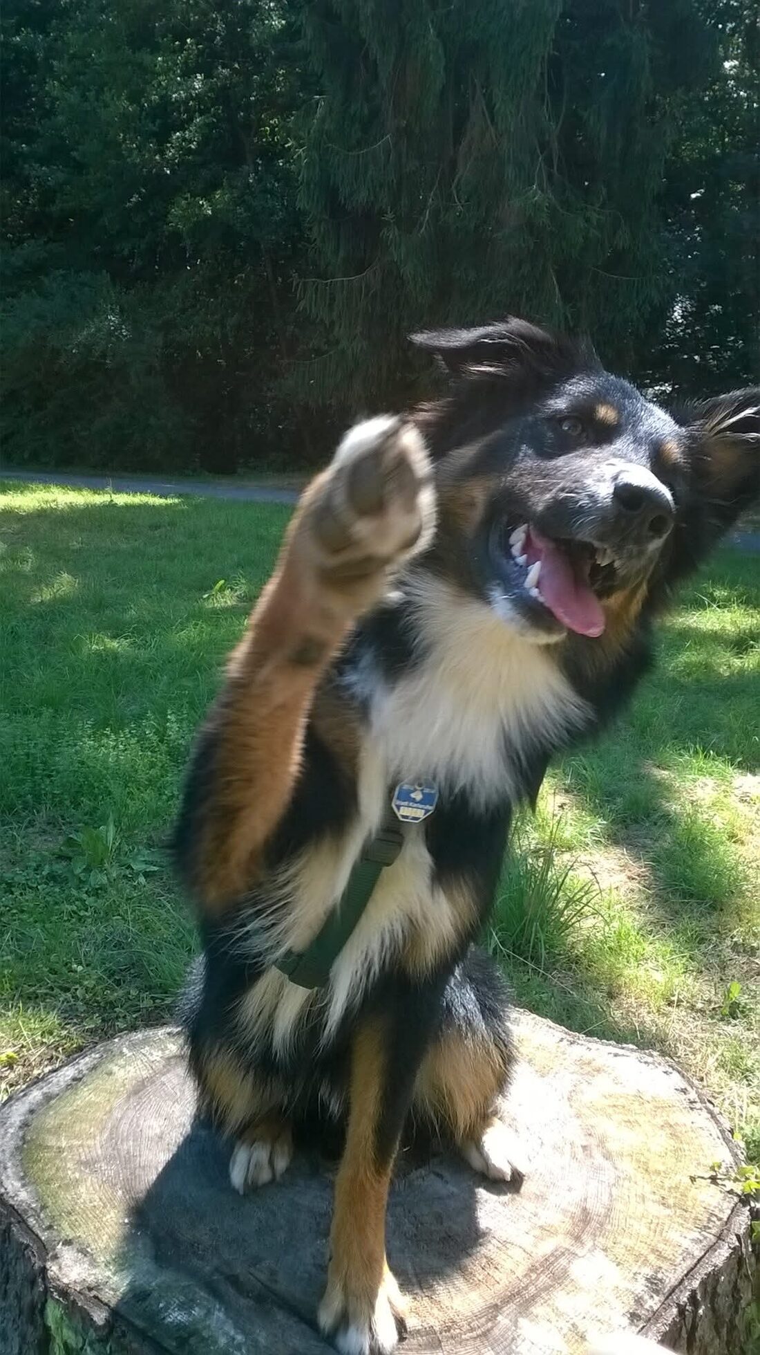Fröhlicher Hütehund schüttelt sich auf einem Baumstumpf