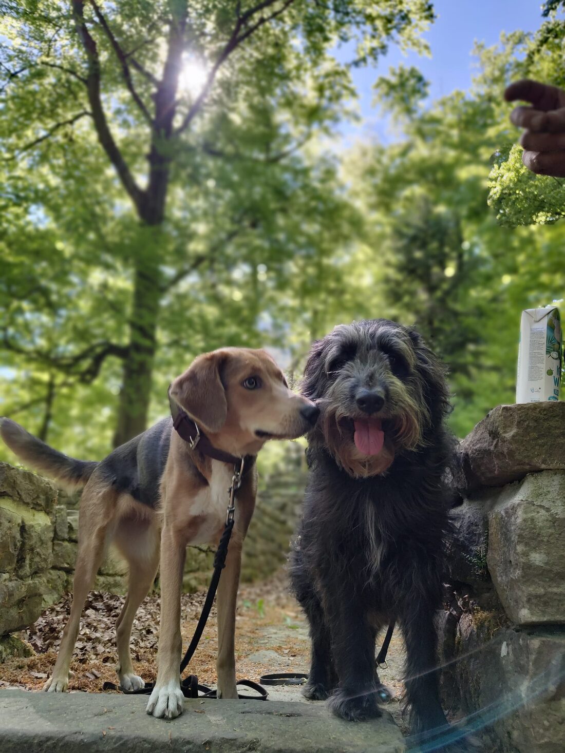 Zwei Hunde sitzen zusammen auf einer Steinmauer im sonnigen Wald